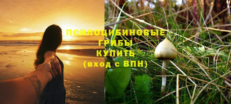 мориарти какой сайт  Йошкар-Ола  Псилоцибиновые грибы MAGIC MUSHROOMS 